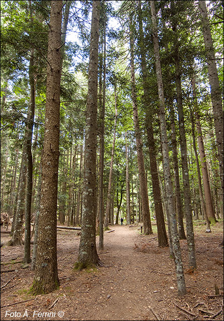 Sentiero Natura Camaldoli