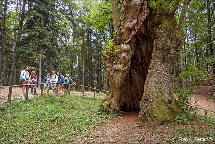 Sentiero Natura Camaldoli