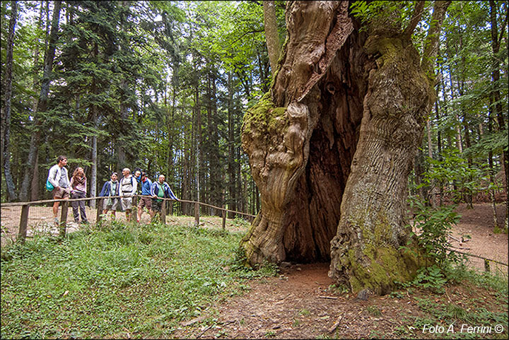 Sentiero Natura Camaldoli