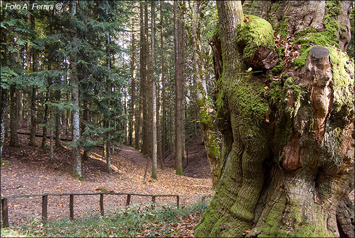 Sentiero Natura Camaldoli