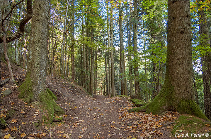 Sentiero Natura Camaldoli