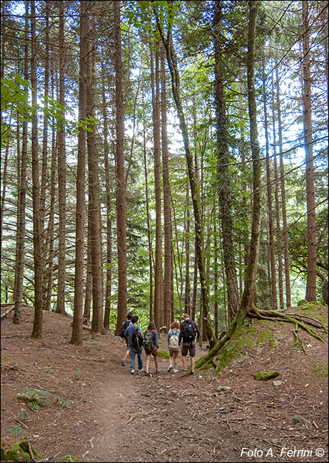 Sentiero Natura Camaldoli