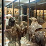 Museo Ornitologico Camaldoli