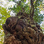 Sentiero Natura Camaldoli