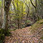 Sentiero Natura Camaldoli