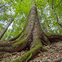 Radici di abeti in foresta