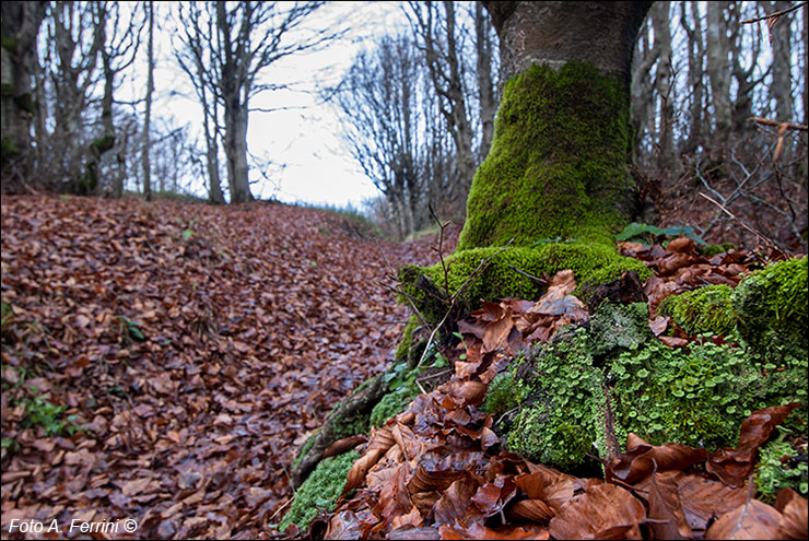 Particolari d'autunno