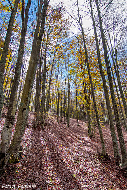 Colori autunnali in foresta