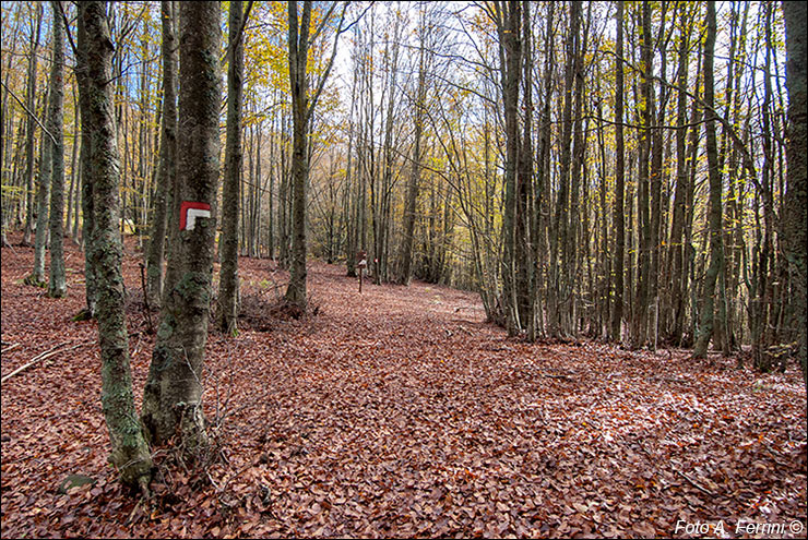 Colori autunnali in foresta