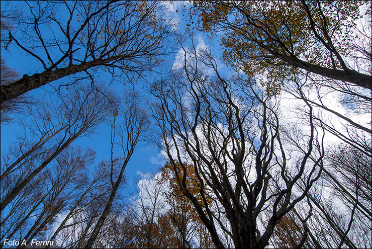 Alberi e cielo