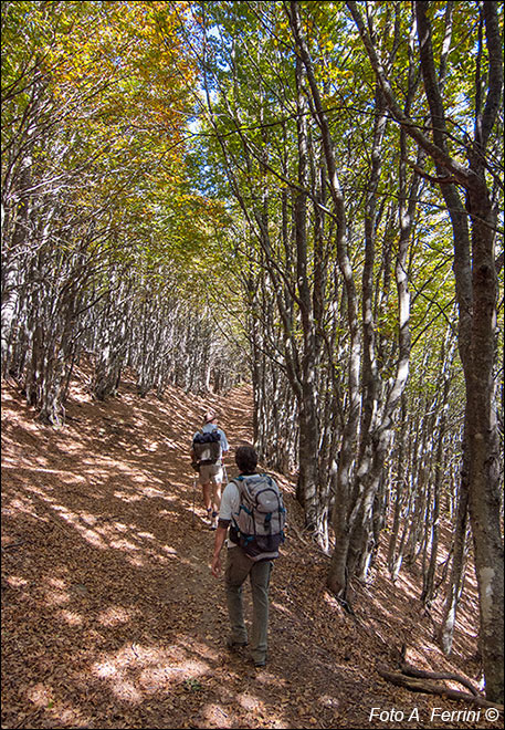 Trekking sul Falterona