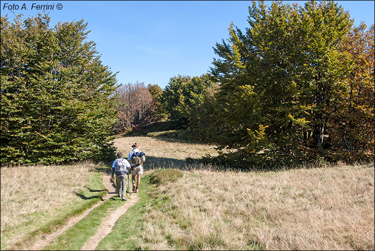 Monte Falco