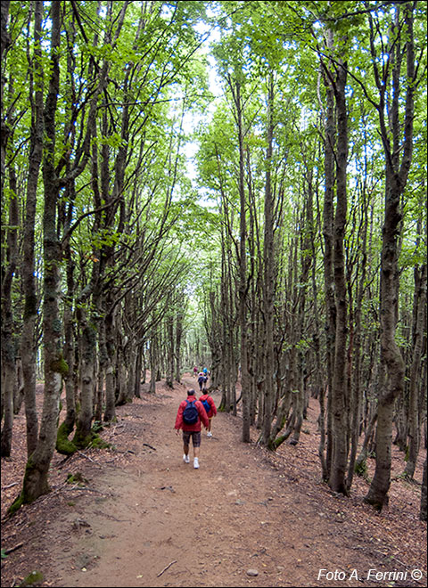 Pista del Lupo