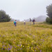 I fiori del Monte Falco