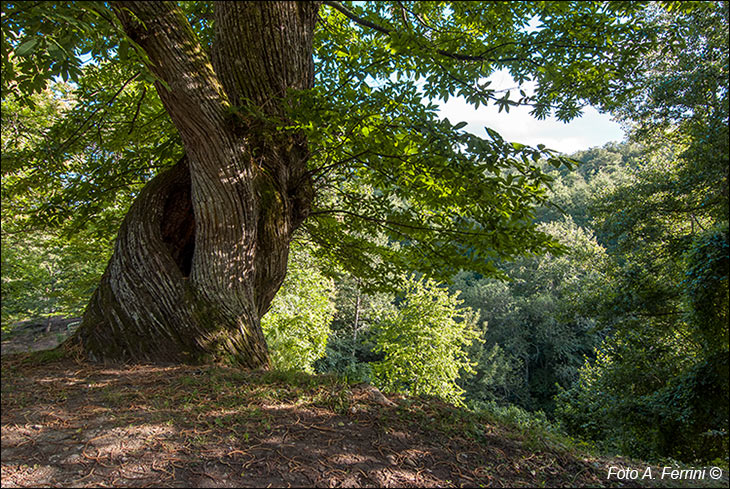 Castagni di Montalto