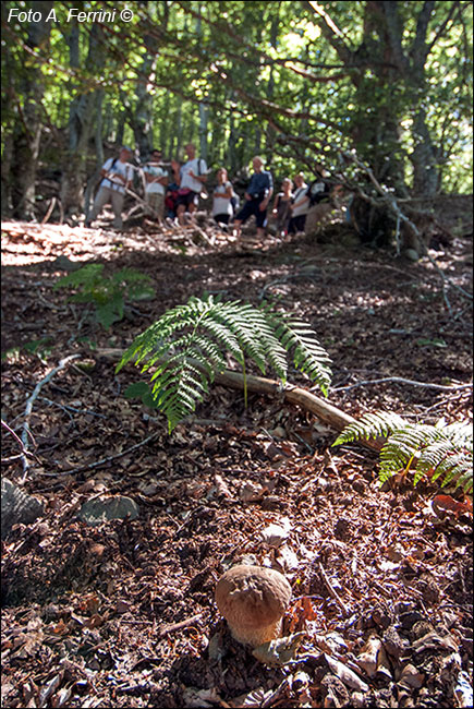 Funghi nelle Foreste Casentinesi