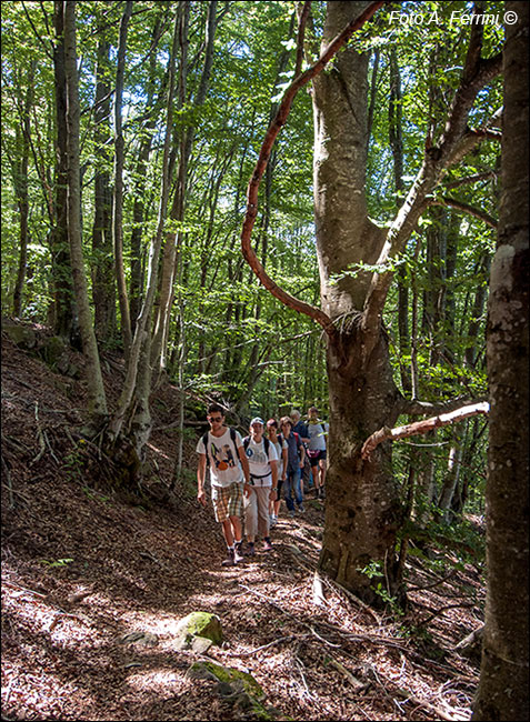 Passeggiate nel Falterona