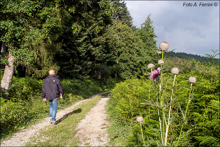 Trekking Falterona