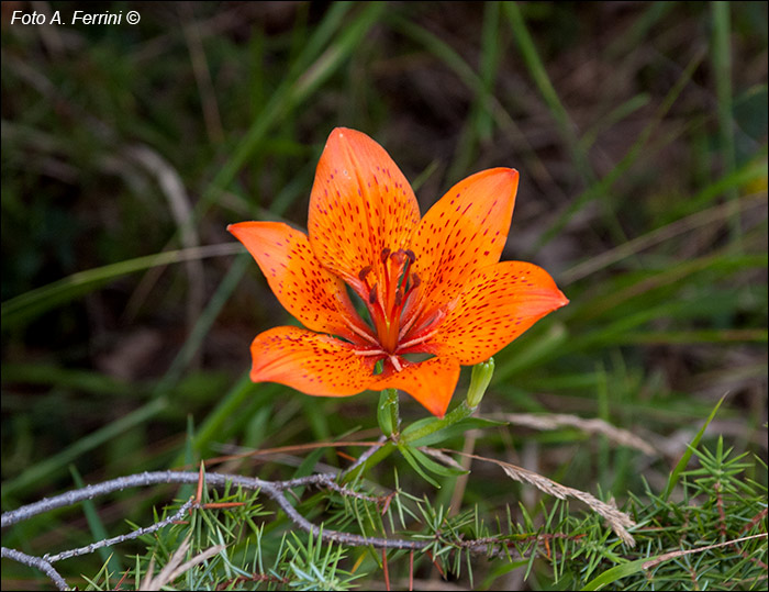 Fiori del Parco
