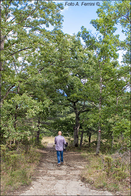 Passeggiate sul Falterona