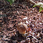 Funghi nelle Foreste Casentinesi