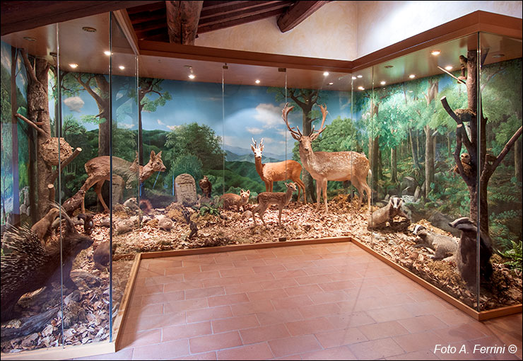 Museo forestale di Badia Prataglia