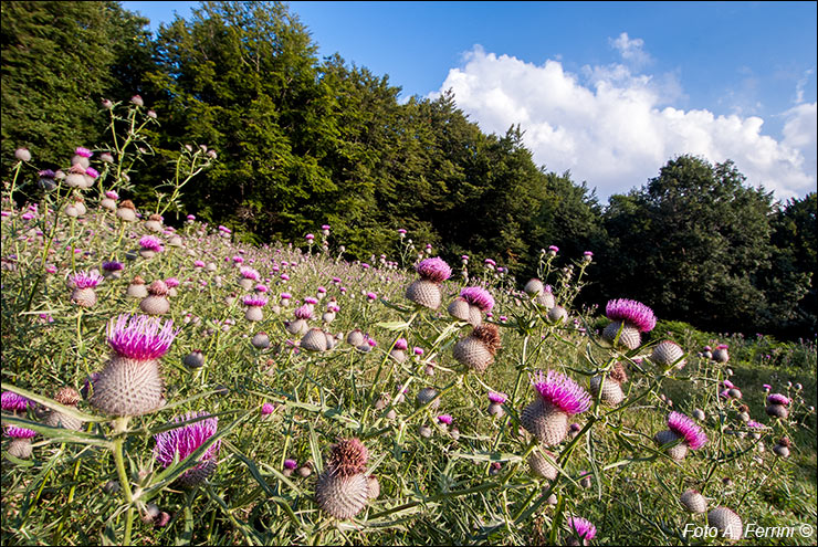 Fiori di cardo nel Parco