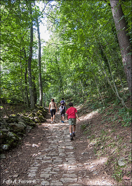 Strada selciata alla Verna