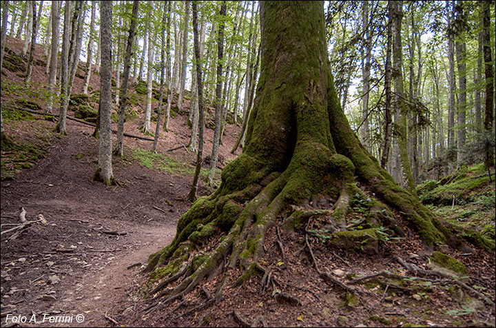 Il Bosco delle Fate