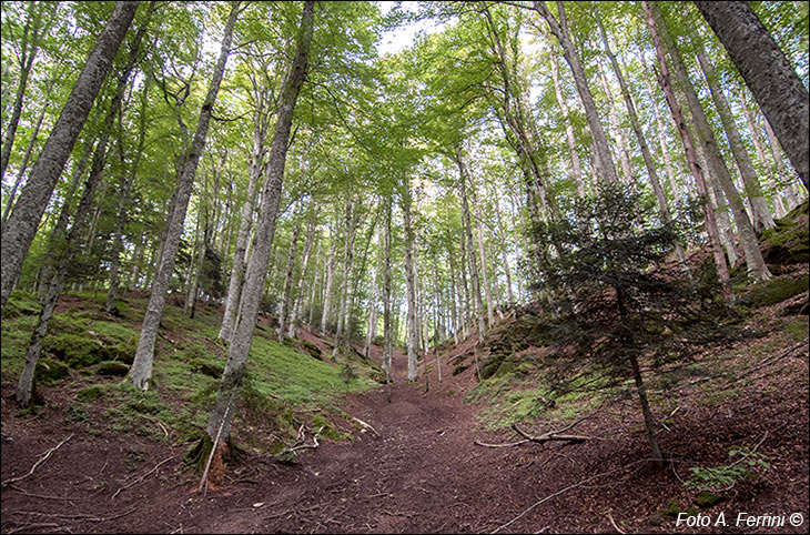 Il Bosco delle Fate