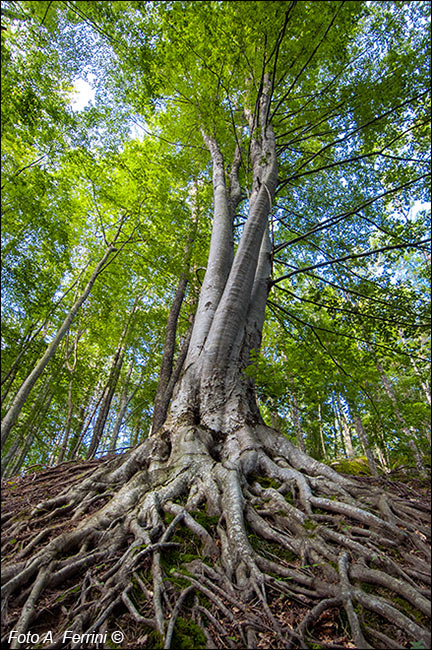 Il Bosco delle Fate