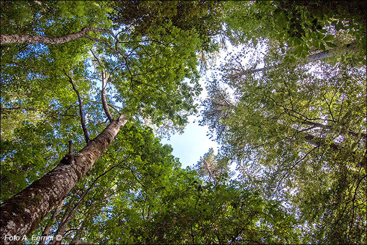 Il Bosco delle Fate