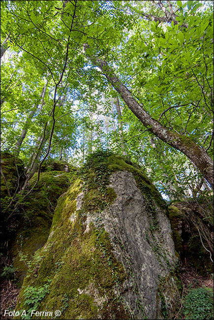 Il Bosco delle Fate