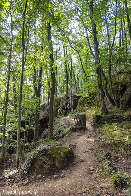 Il Bosco delle Fate