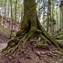 Il Bosco delle Fate