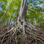 Il Bosco delle Fate