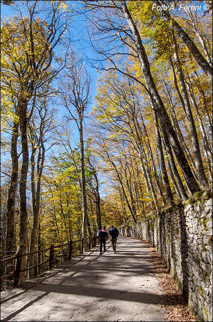 Foresta Sacra della Verna