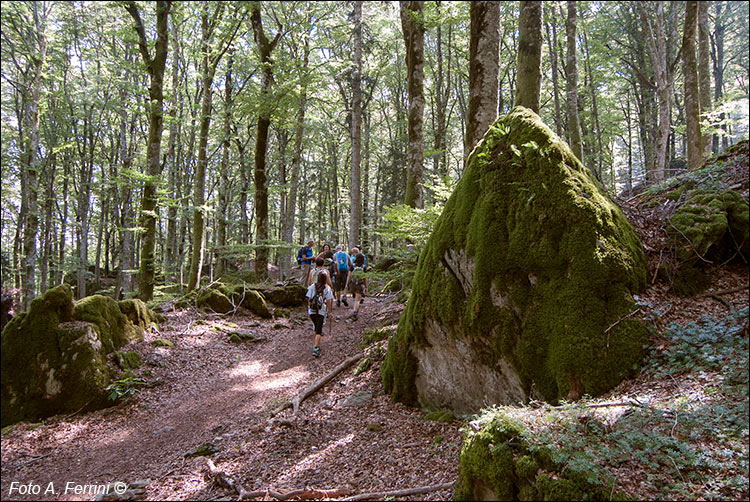 Passeggiate alla Verna