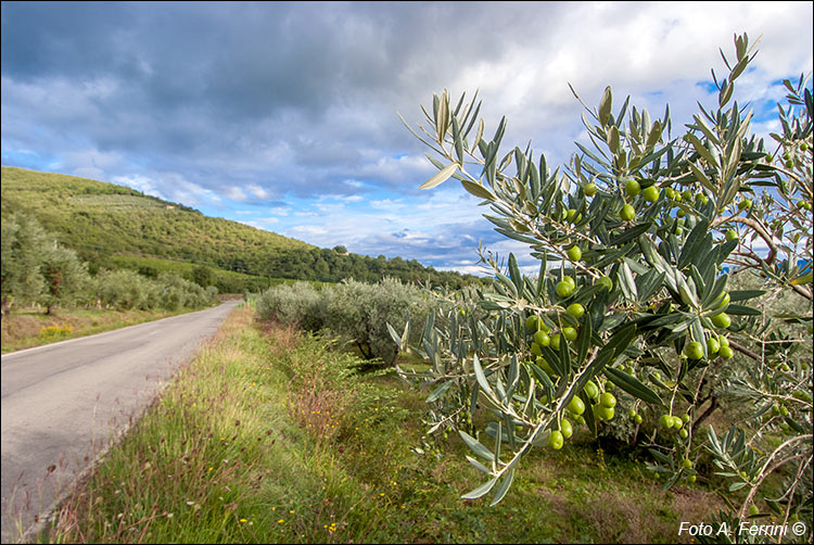 Strada Setteponti