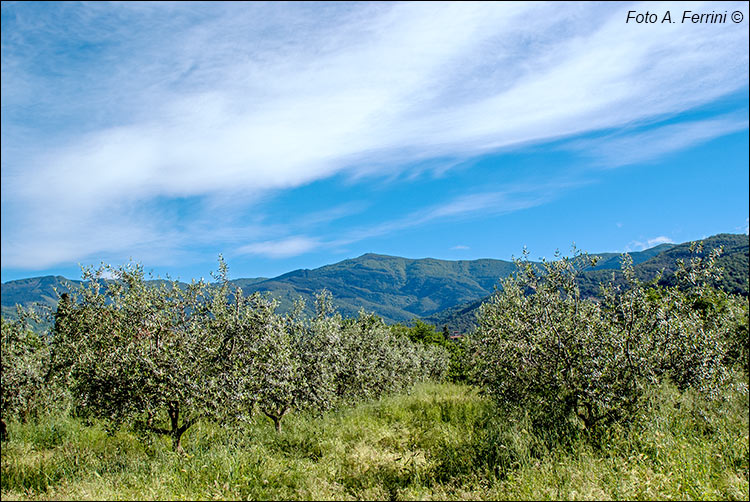 Oliveti in Valdarno