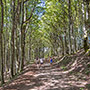 La Giogana, Foreste Casentinesi