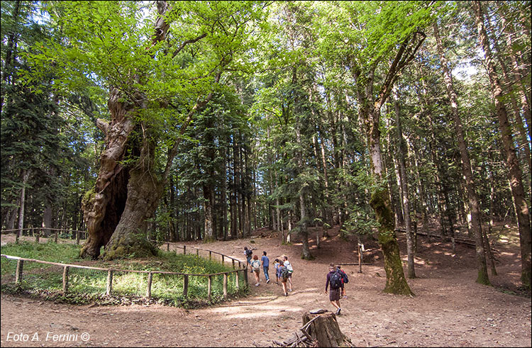 Camaldoli