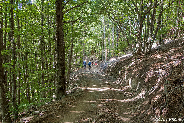 I boschi Monte Lori