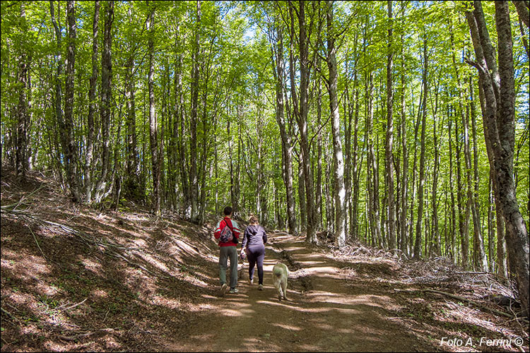 Bosco lungo il CAI 00