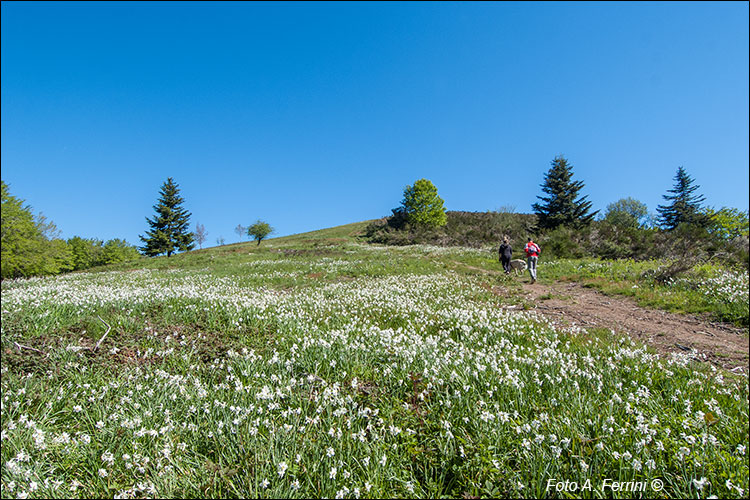 Passeggiata tra i narcisi