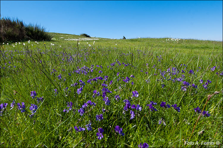 Viole in Pratomagno