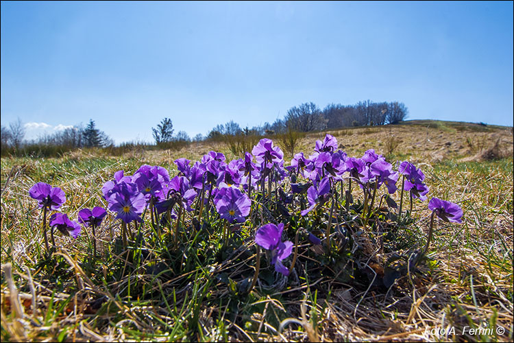 Viole in Pratomagno