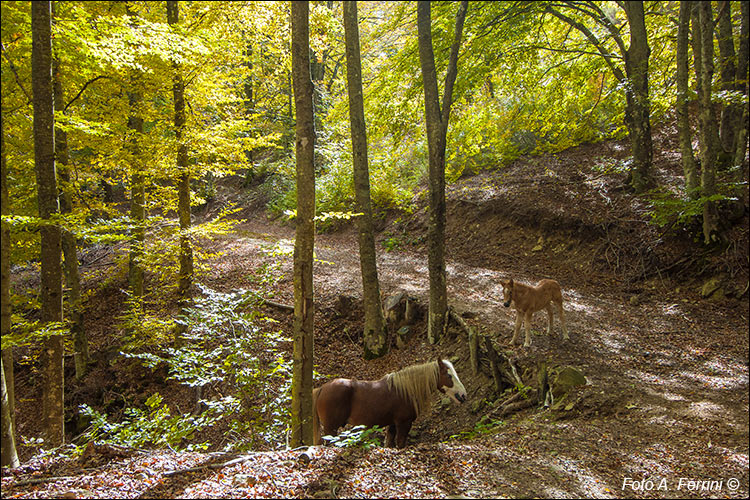 Cavalli nel bosco