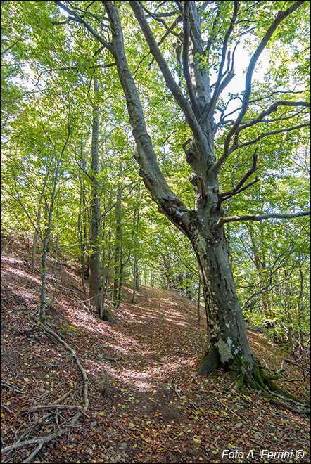 Il CAI 49 a Monte di Loro