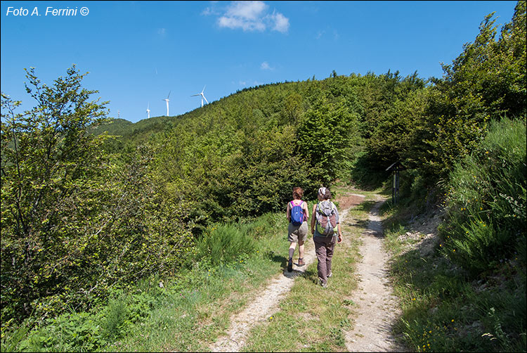 Foresta di Sant’Antonio